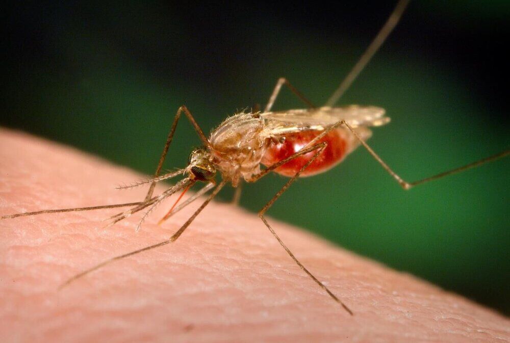 شیوع بیماری خطرناک مالاریا در زاهدان