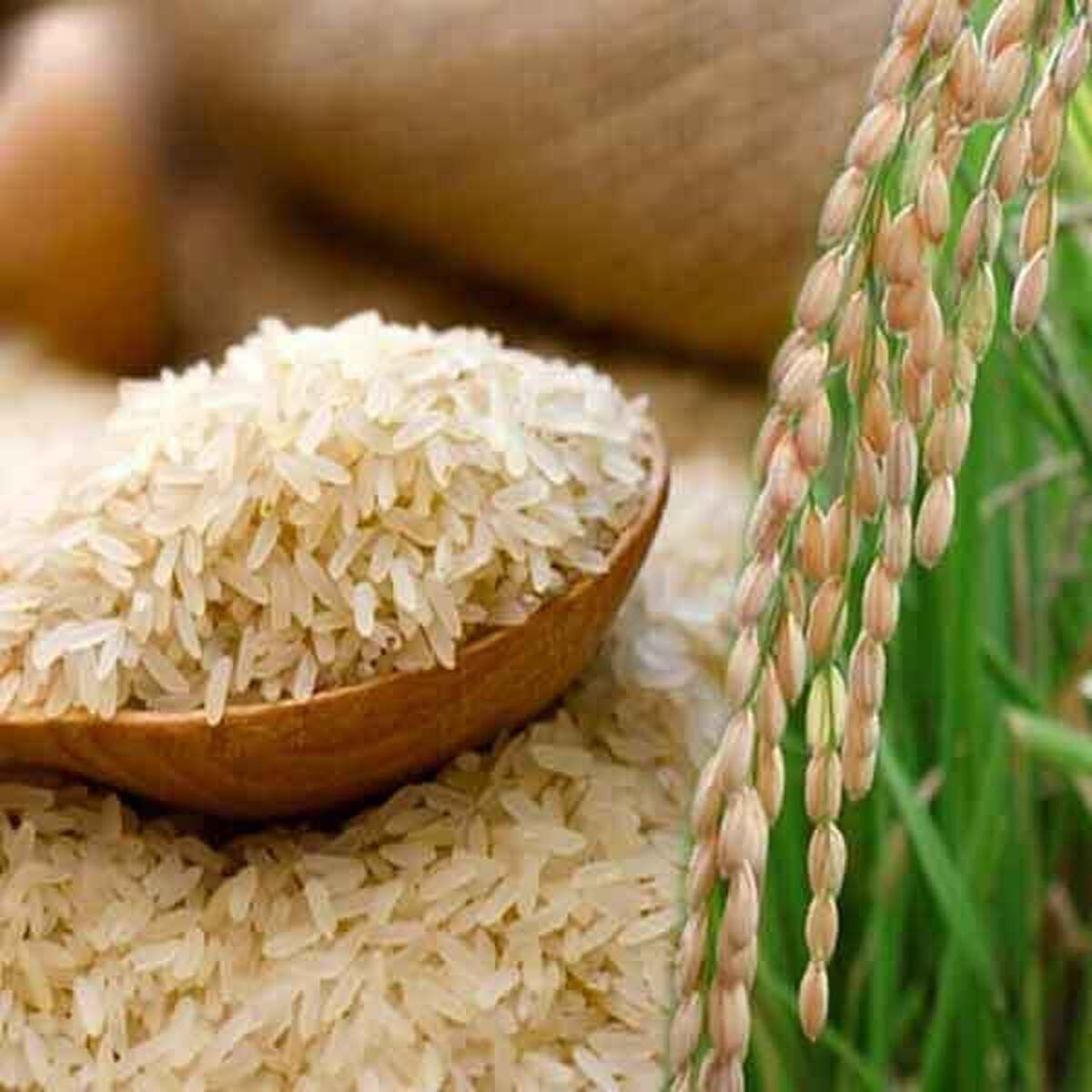فوت و فن قد کشیدن برنج