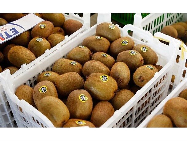 صادرات ۳ هزار تن کیوی از مازندران/باغداران در برداشت پرتقال عجله نکنند