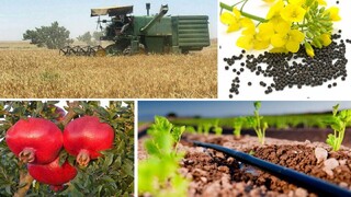 ۱۵ تا ۲۰ درصد محصولات ارگانیک کشور صادر می‌شود