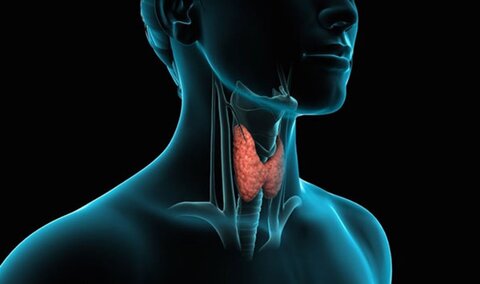 تیروئید، الزاماً با داروهای خارجی درمان نمیشود!/کم کاری تیروئید، شایع ترین بیماری غدد