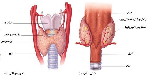 تیروئید، الزاماً با داروهای خارجی درمان نمیشود!/کم کاری تیروئید، شایع ترین بیماری غدد
