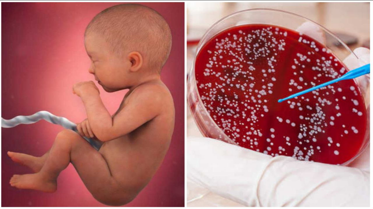 ضرابی: هدفمان راه اندازی اولین پالایشگاه محصولات ضمائم زایمانی است/بند ناف، زباله بیولوژیکی که دور ریختنی نیست!