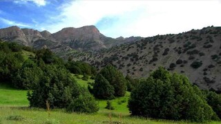 ۱۸۰ اصله قنداق قاچاق جنگلی در استان اردبیل کشف شد