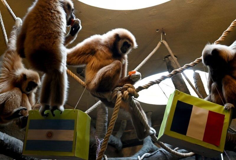 شامپانزه پیشگو، علیه مسی و آرژانتین 