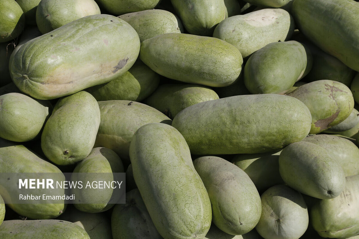 قیمت میوه شب یلدا در ارومیه اعلام شد/تزریق۲۰۰۰تن هندوانه به بازار