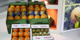 صادرات مرکبات و کیوی به چین و هند آغاز شد