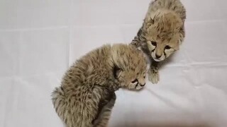 آخرین وضعیت «آذر و توران» توله یوزهای پاییزی در ۶ هفتگی