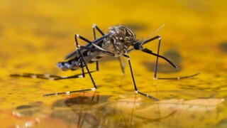 ۲۱ مورد ابتلا به مالاریا در خراسان رضوی شناسایی شد