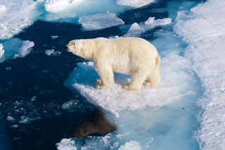 جمعیت خرس‌های قطبی کانادا کاهش یافته است