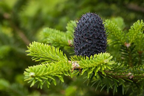 فعال محیط زیست: دلیل آلوده تر شدن هوای شهرها کاشت گیاهان خارجی نظیر کاج هاست/ همچنان شهرداری ها گیاهان خارجی که توان فتوسنتز ندارند را در اولویت قرار داده اند!