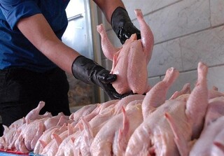 بارش برف دلیل افزایش ۲ هزار تومانی قیمت مرغ