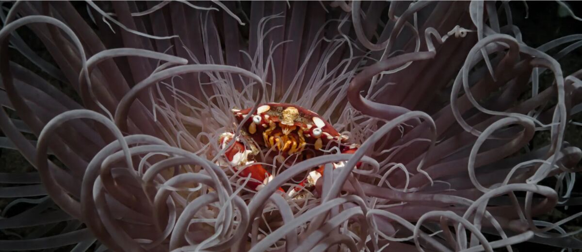 زیباترین کلوزآپهای ۲۰۲۳ را ببینید