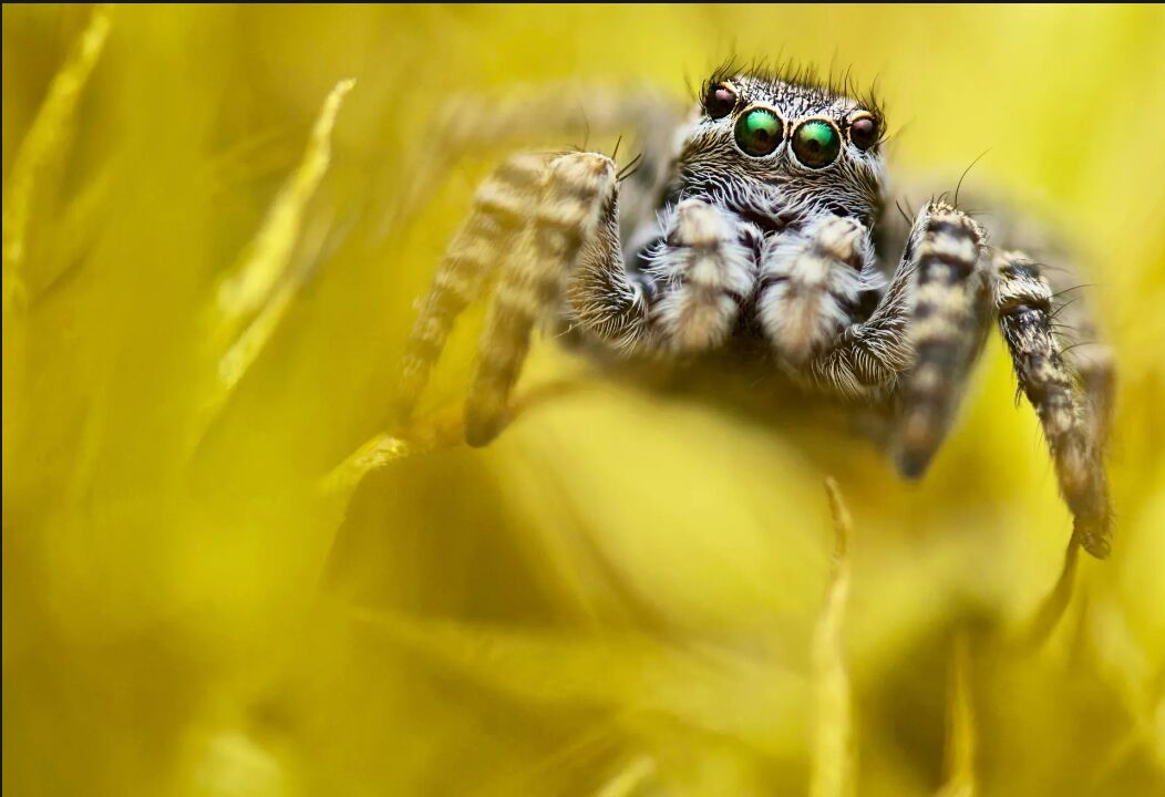 زیباترین کلوزآپهای ۲۰۲۳ را ببینید