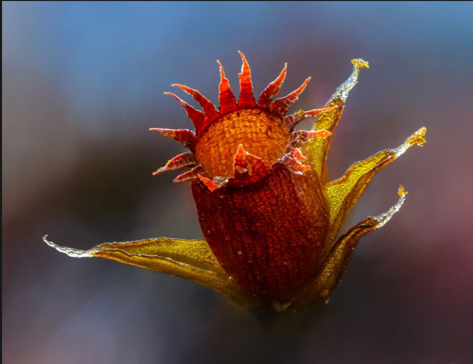 زیباترین کلوزآپهای ۲۰۲۳ را ببینید