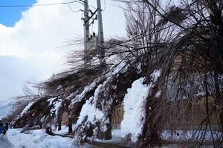عکس/ وقتی کمر درختان یاسوج زیر برف خم شد