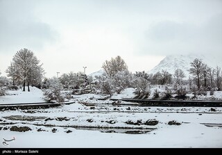 هشدار جهاد کشاورزی مازندران ‌برای جمع‌آوری فوری مرکبات‌