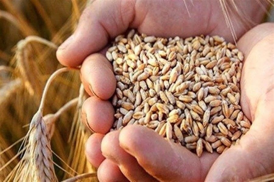 توزیع ۱۱ هزار و ۵۰۰ تن بذر اصلاح شده بین کشاورزان خراسان رضوی 