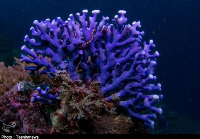 مهم‌ترین تهدیدات مرجان‌ها در خلیج فارس چیست؟