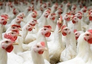 قیمت گوشت مرغ کماکان کمتر از ۶۰ هزار تومان