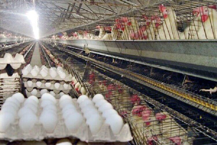 روزانه حدود ۷ تن تخم مرغ برای تامین نیاز مردم خراسان شمالی وارد می شود