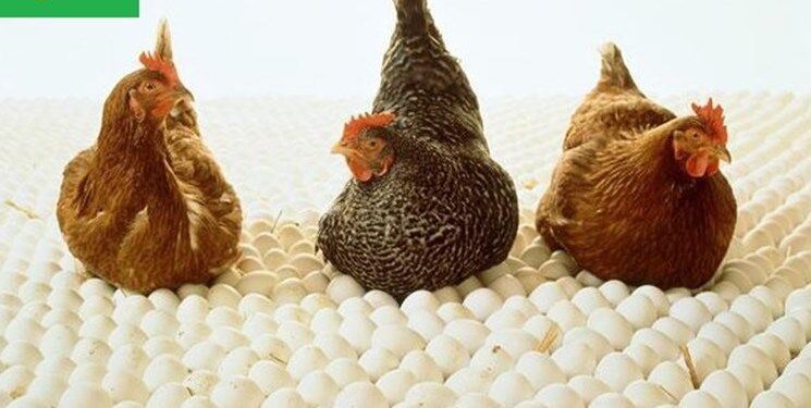 رونق خرید جوجه مرغ در نیوزیلند به علت گرانی تخم‌مرغ