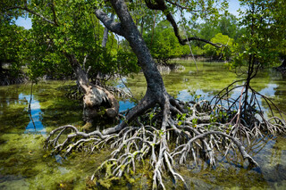 نگرانی از «خشکیدگی و کوتاه شدن درختان جنگل‌های مانگرو» در پی شوری بیش از حد آب