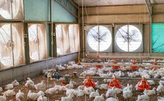 مرغداران ۲ ماه است که ضرر می‌کنند/ هر کیلو مرغ زنده برای مرغداران ۴۴ هزار تومان است