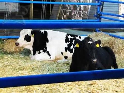 لغو نمایشگاه دام و طیور مشهد با هدف پیشگیری از شیوع تب برفکی