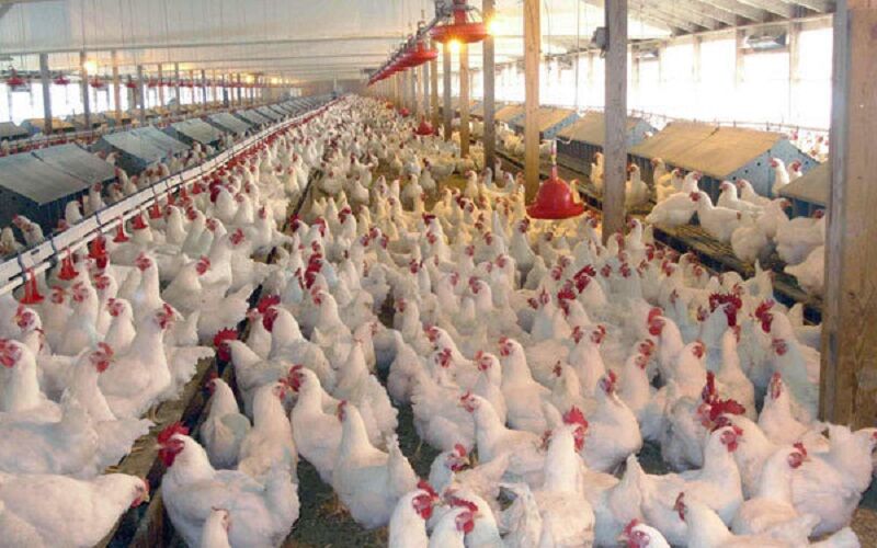 نبود نقدینگی؛ عامل روگردانی مرغداران از خوراک آماده/ فقط ۵ درصد واحدهای تخمگذار خوراک استفاده می‌کنند