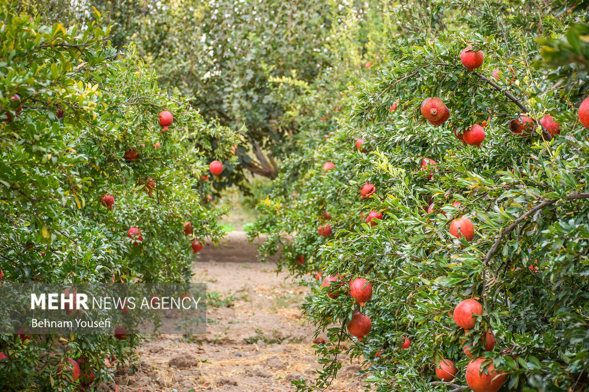 رئیس سازمان جهاد کشاورزی لرستان: باغات میوه در حال تخریب و تبدیل به باغات تفریحی هستند