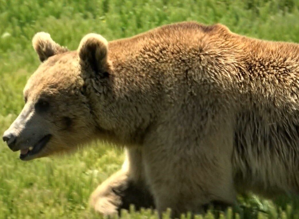 جشنواره فیلم فجر , سینما , مستند ,