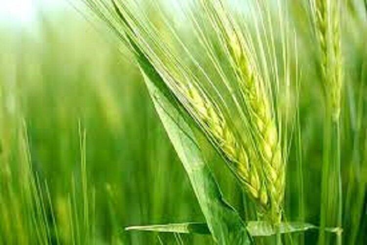 ۹۷ درصد گندم لرستان تحت پوشش الگوی کشت/ پرداخت ۱۶۵ میلیارد یارانه کود