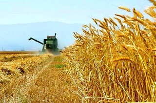 ۷.۵ میلیون تن گندم از کشاورزان خریداری شد