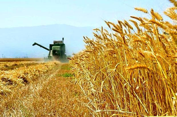 کاهش واردات گندم با ۲ عامل افزایش خرید تضمینی و اجرای طرح هوشمندسازی یارانه آرد و نان