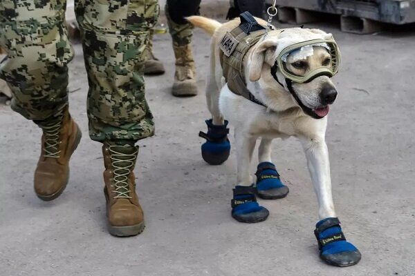 سگ‌های امدادگر مشهور مکزیک راهی ترکیه شدند +عکس