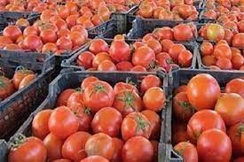 لغو عوارض ۷۰ درصدی صادرات گوجه فرنگی