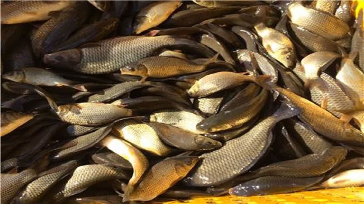 ۳ هزار ماهی یارانه‌ای میان کشاورزان تایبادی توزیع شد