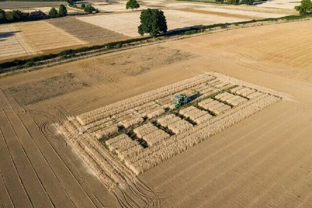 گندمی که میتواند ابتلا به سرطان را کاهش دهد