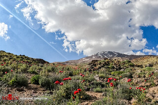 مسبب زلزله‌ دماوند مشص شد