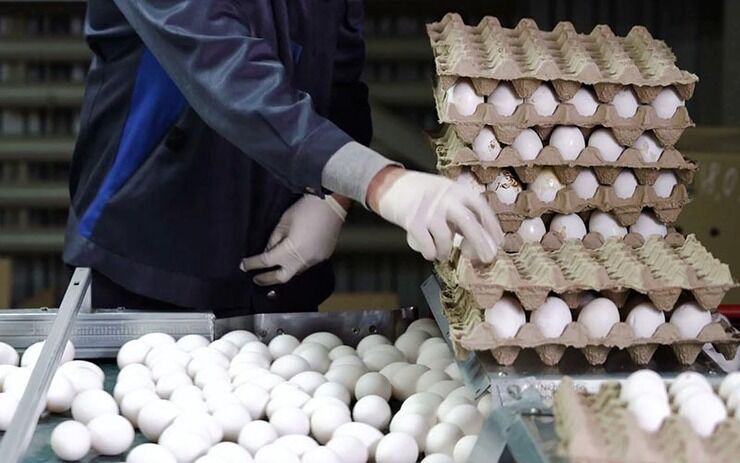 روزانه ۴۳۵ تن تخم مرغ در خراسان رضوی تولید می‌شود
