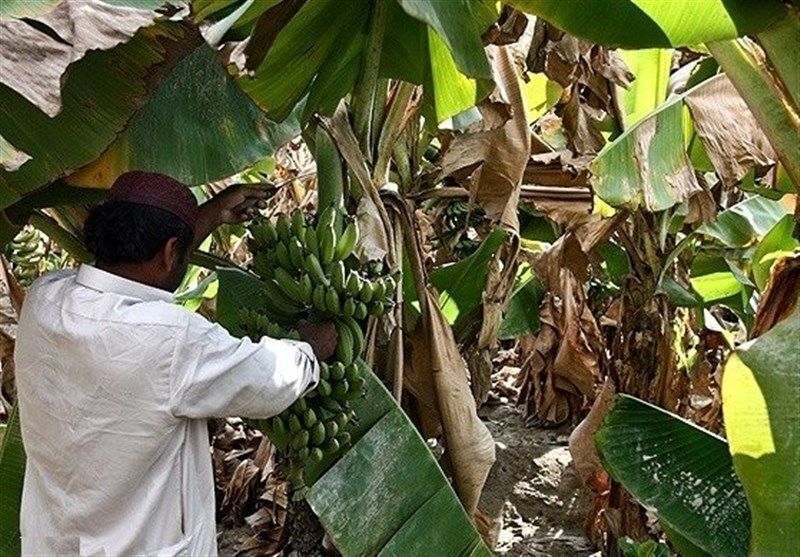 برداشت ۱۹۱ هزار تن میوه‌های گرمسیری موز و کنار در بلوچستان ‌