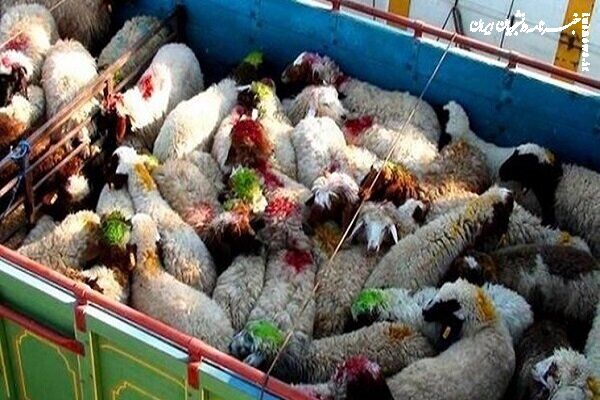 کشف محموله گوسفندهای قاچاق در آب‌های خلیج فارس