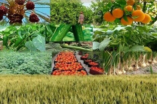 تولید ۸۰۰ تن انواع محصولات کشاورزی و دامی توسط زندانیان خراسان رضوی