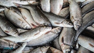 مدیرعامل اتحادیه تعاونی ماهیان سردآبی: بازار ماهی قزل آلا نوسانی ندارد