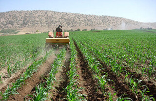 کشاورزی کردستان سرآمد کشور است
