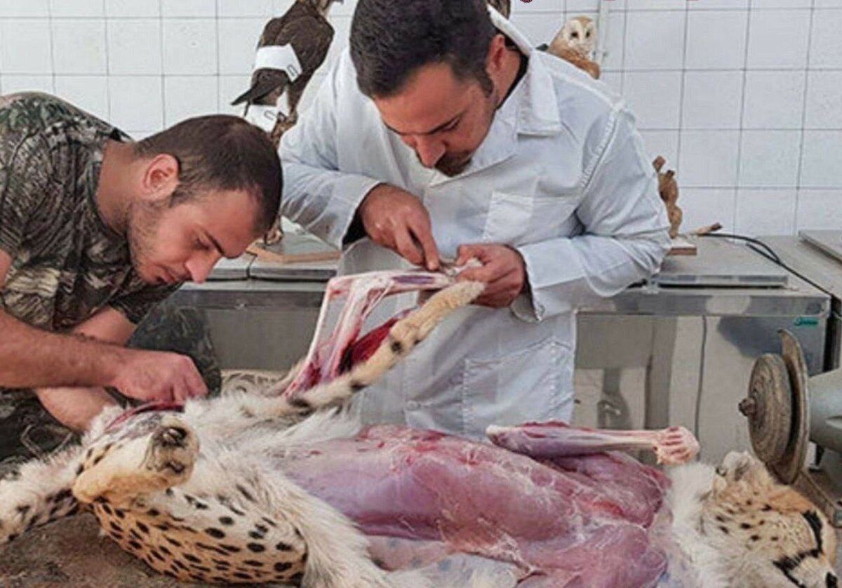 عکسی اشکبار از لاشه بیجان «پیروز»