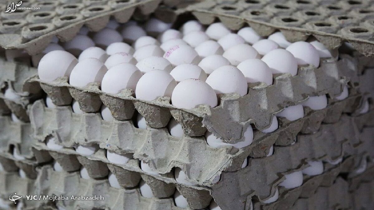 مواجه با بحران تولید تخم مرغ طی ماه‌های آینده در خراسان رضوی