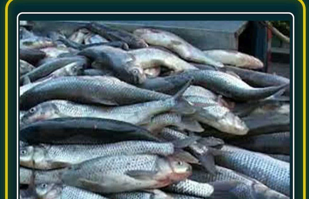 توقیف هزار و ۱۰۰ کیلوگرم ماهی فاقد مجوز بهداشتی در بشرویه 