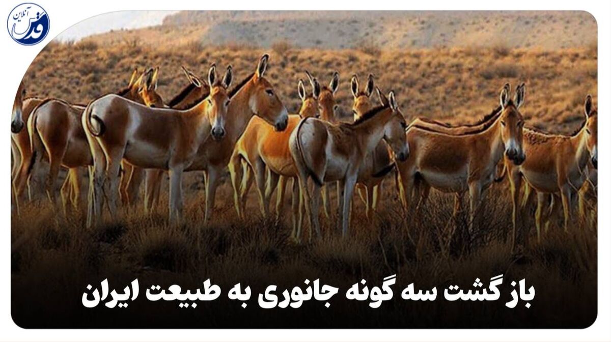 فیلم| بازگشت سه گونه جانوری به طبیعت ایران